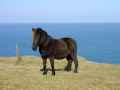 Image: Pony on the cliffs near Doyden